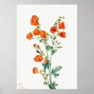 Scarlet Desert Globemallow Abriot Mallow Poster
