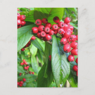 Scarlet Firethorn in Valley Gardens Park Briefkaart