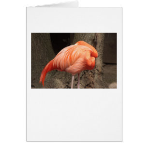 Scarlet Flamingo