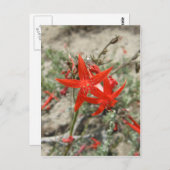 Scarlet Gilia Briefkaart (Voorkant / Achterkant)