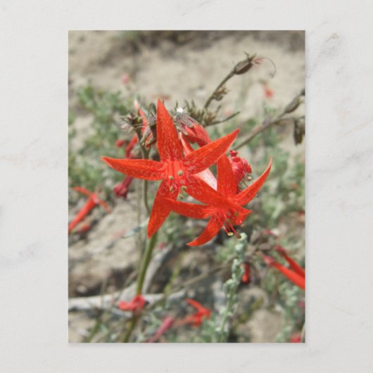 Scarlet Gilia Briefkaart (Voorkant)