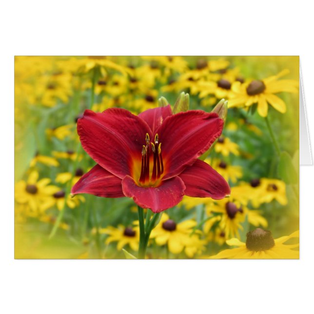 Scarlet Gold - Daylily (Voorkant Horizontaal)
