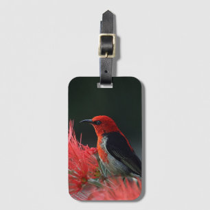 Scarlet honeyater Exotic Bird Bagagelabel