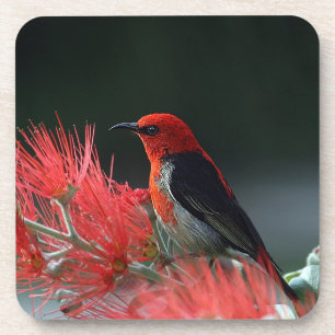 Scarlet honeyater Exotic Bird Bier Onderzetter