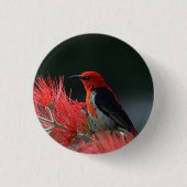 Scarlet honeyater Exotic Bird Ronde Button 3,2 Cm (Voorkant)