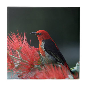 Scarlet honeyater Exotic Bird Tegeltje