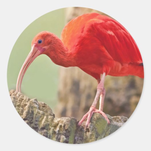 Scarlet Ibis Bird Sticker (Voorkant)
