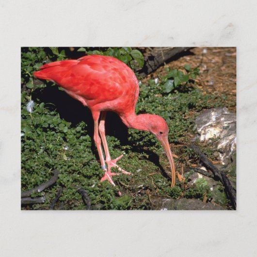 Scarlet ibis briefkaart (Voorkant)