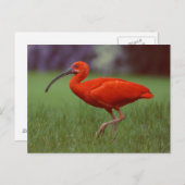 Scarlet ibis briefkaart (Voorkant / Achterkant)