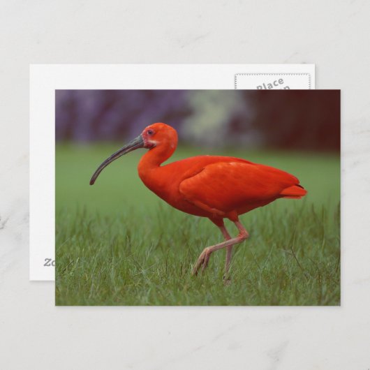 Scarlet ibis briefkaart (Voorkant / Achterkant)