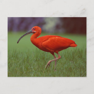 Scarlet ibis briefkaart