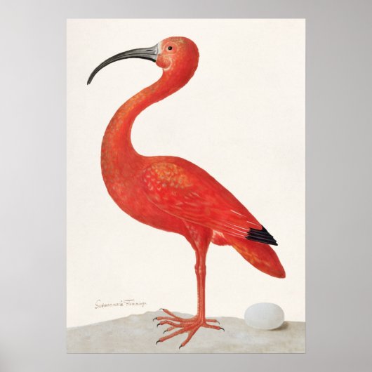 Scarlet Ibis Illustratie Poster (Voorkant)