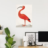  Scarlet Ibis Illustratie Poster (Thuiskantoor)