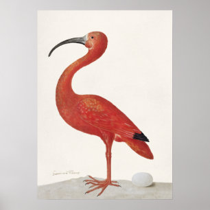 Scarlet Ibis met een Ei (1699–1700) Poster