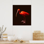 Scarlet Ibis op zwart Poster (Keuken)
