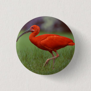 Scarlet ibis ronde button 3,2 cm