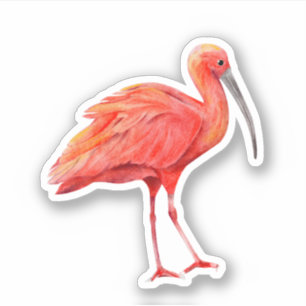 Scarlet Ibis Tropische Vogel Natuur Natuurleven Sticker