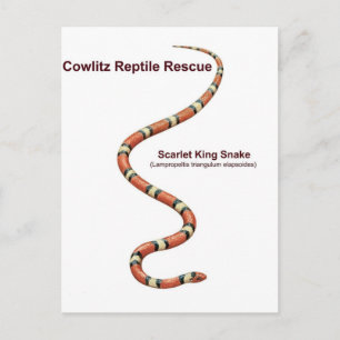 Scarlet King Snake Briefkaart