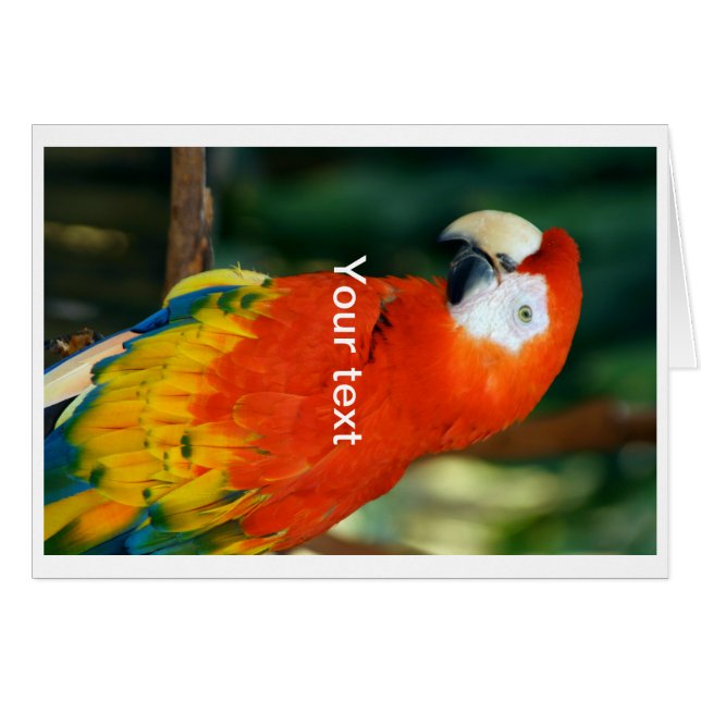 Scarlet Macaw (Devant horizontal)