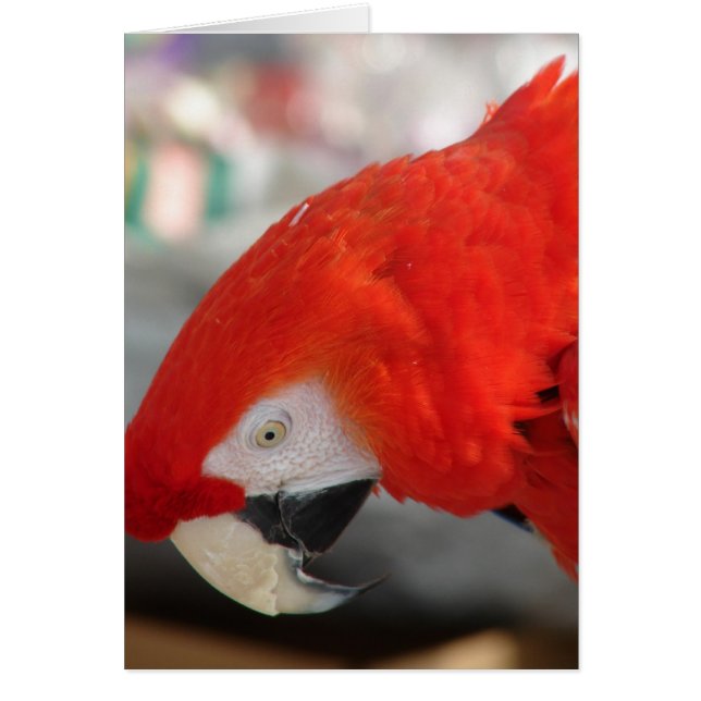 Scarlet Macaw (Devant)