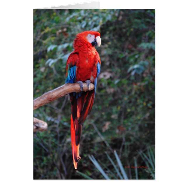 Scarlet Macaw (Devant)