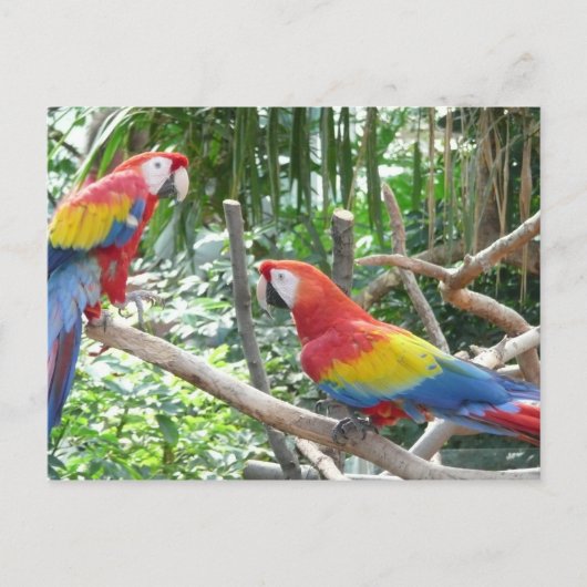 Scarlet Macaw Briefkaart (Voorkant)