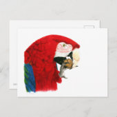Scarlet Macaw Briefkaart (Voorkant / Achterkant)