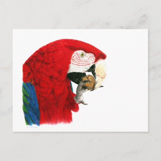 Scarlet Macaw Briefkaart (Voorkant)