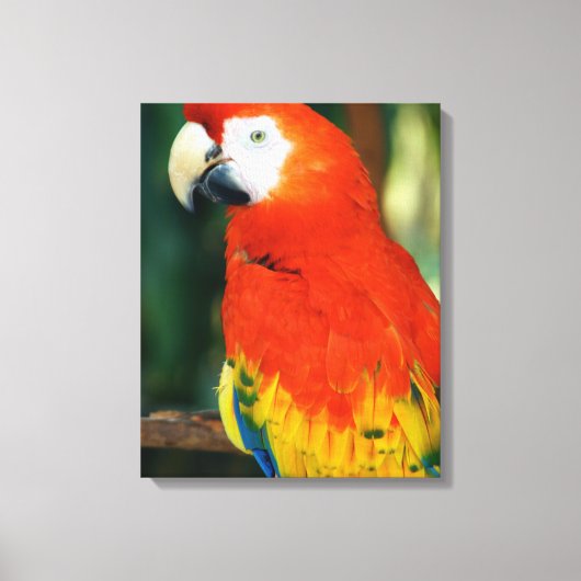 Scarlet Macaw Canvas Afdruk (Voorkant)