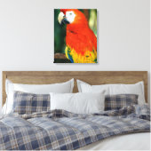 Scarlet Macaw Canvas Afdruk (Insitu (Slaapkamer))