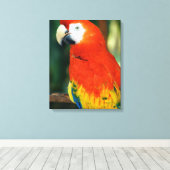 Scarlet Macaw Canvas Afdruk (Insitu (Houten vloer))