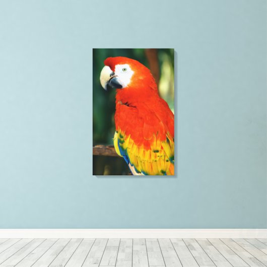 Scarlet Macaw Canvas Afdruk (Insitu (Houten vloer))