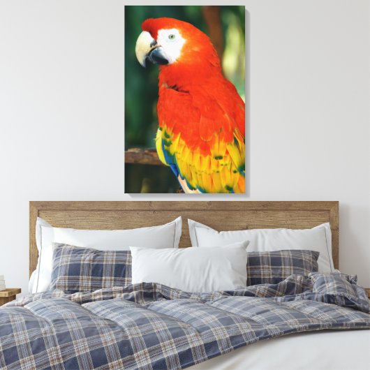 Scarlet Macaw Canvas Afdruk (Insitu (Slaapkamer))
