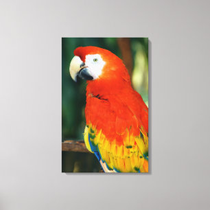 Scarlet Macaw Canvas Afdruk