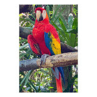 Scarlet Macaw Costa Rica Photo agrandissement