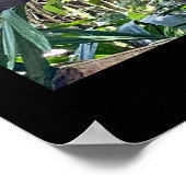 Scarlet Macaw Costa Rica Poster Imprimer (Coin)