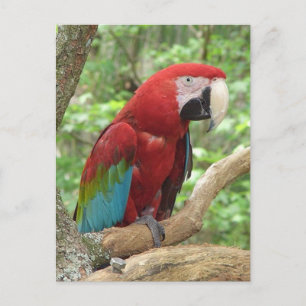 Scarlet Macaw Foto Briefkaart