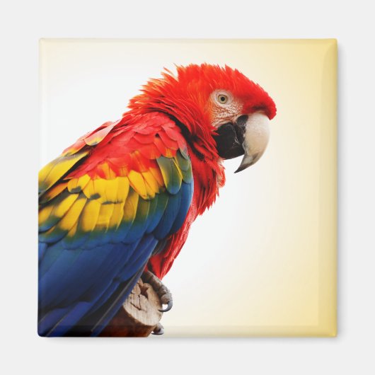 Scarlet Macaw Magneet (Voorkant)