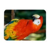 Scarlet Macaw Magneet (Horizontaal)