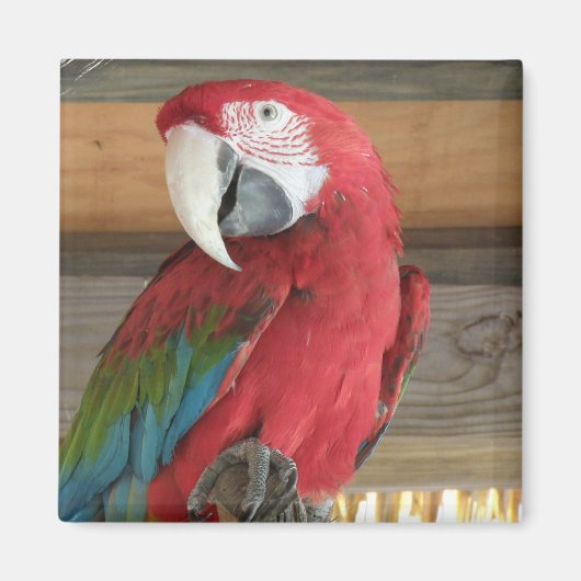 Scarlet Macaw Magnet Magneet (Voorkant)
