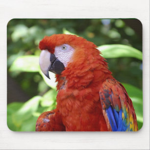 Scarlet Macaw Muismat