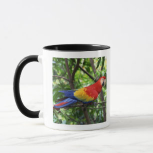 Scarlet macaw op boomledemaat mok