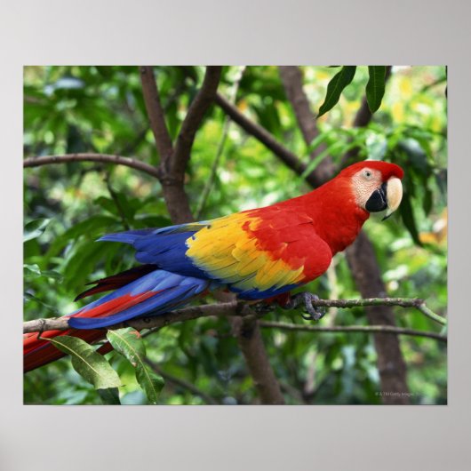 Scarlet macaw op boomledemaat poster (Voorkant)