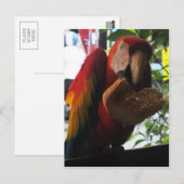 Scarlet Macaw Parrot Eating Toast Briefkaart (Voorkant / Achterkant)