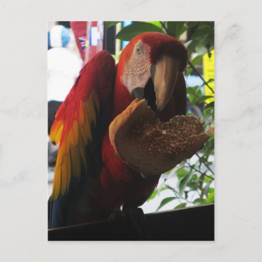 Scarlet Macaw Parrot Eating Toast Briefkaart (Voorkant)