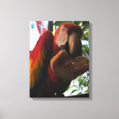 Scarlet Macaw Parrot Eating Toast Canvas Afdruk (Voorkant)
