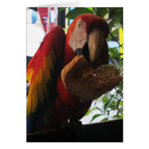 Scarlet Macaw Parrot Eating Toast Kaart