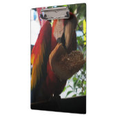 Scarlet Macaw Parrot Eating Toast Klembord (Links)