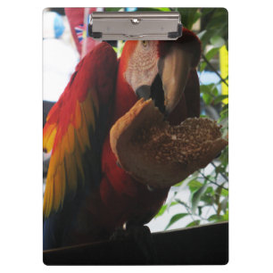 Scarlet Macaw Parrot Eating Toast Klembord