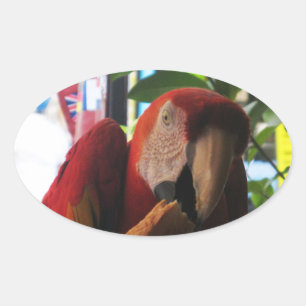 Scarlet Macaw Parrot Eating Toast Ovale Sticker